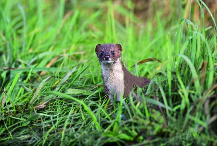 Weasel - Allan Potts