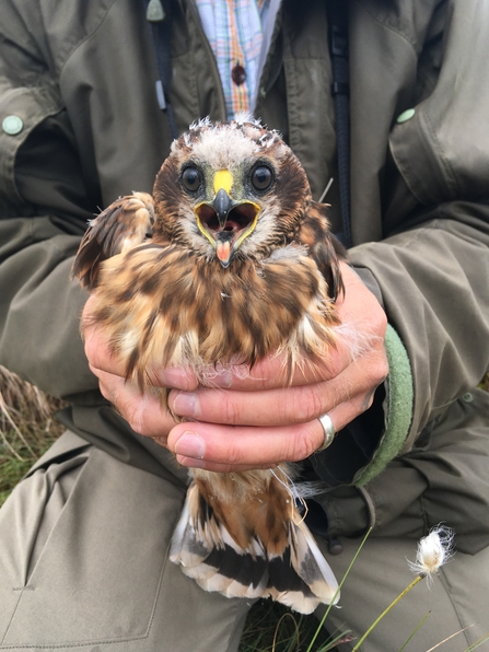 Hen harrier chick - Stephen Murphy