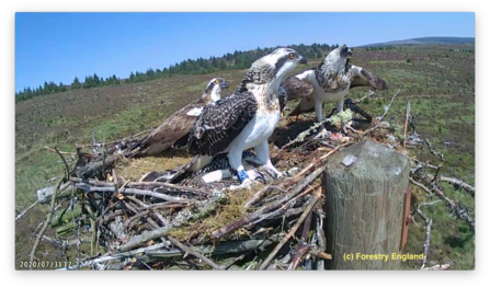 Kielder ospreys 2020 - Forestry England