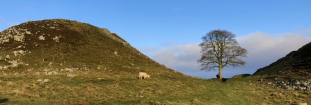 Sycamore gap - Ian Jackson