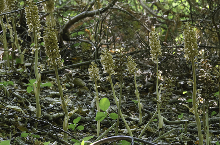 Birds-nest orchid - Les Binns