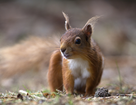 Red squirrel - Steve Wrightson