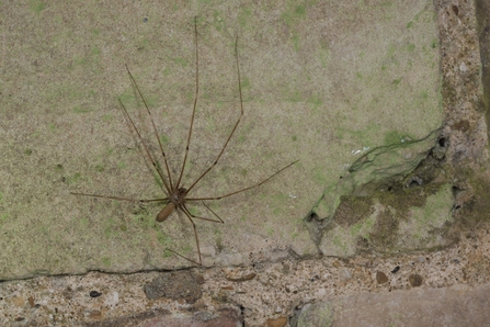 Cellar spider - Brian Eversham