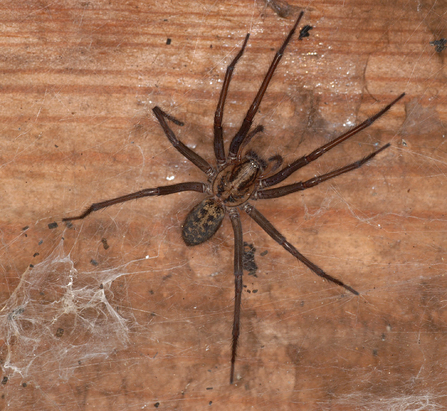 Giant house spider - Dr Malcolm Storey