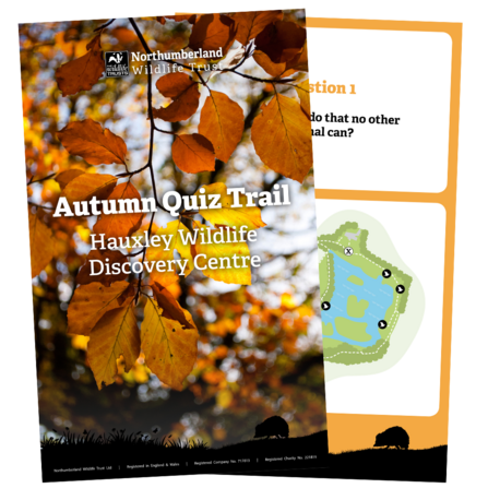 Hauxley autumn quiz trail
