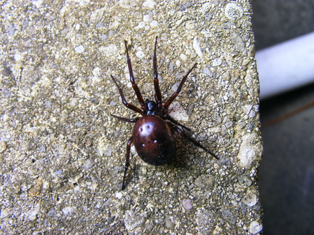 Noble false widow spider - Jane Adams