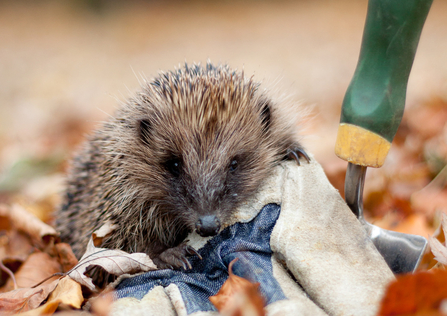 Hedgehog - Tom Marshall