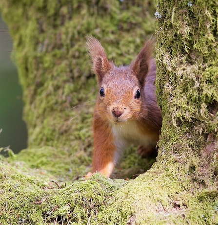 Red squirrel - Bonnie Sapsford