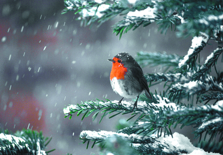 Robin in the snow - Allan Potts