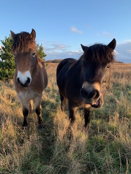 Flexigraze ponies - Catch My Drift