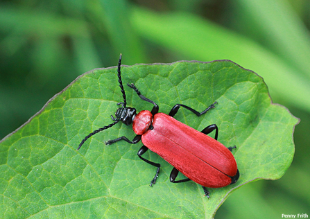 Cardinal beetle - Penny Frith