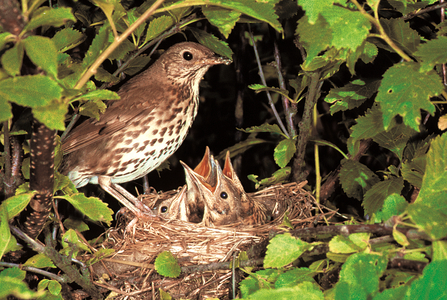 Thrush and chicks - Allan Potts