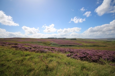 Benshaw Moor - Alice McCourt