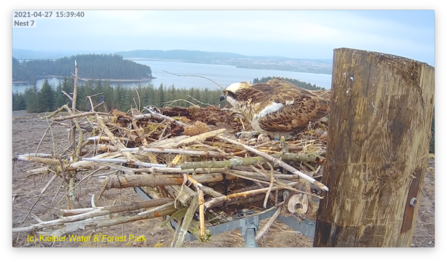 Nest 7 with eggs - Kielder Water & Forest Park