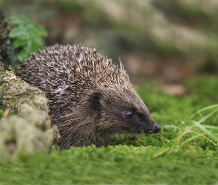 Hedgehog - Paul Hobson