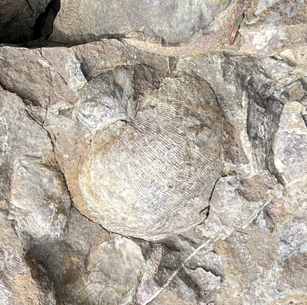 Rock of the month - Limestone | Northumberland Wildlife Trust