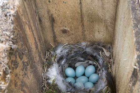 Redstart eggs - Duncan Hoyle