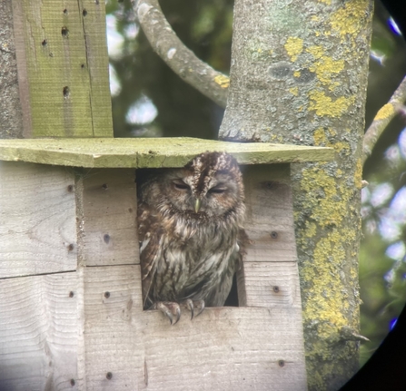 Tawny owl chick in nest box at Hauxley - Alex Lister