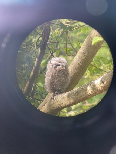 Tawny owl chick through telescope - Alex Lister