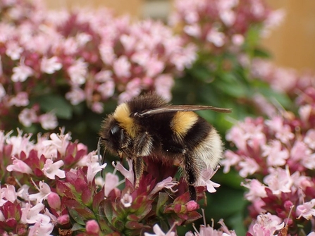 Buff Tailed Bumblebee - Duncan Hutt