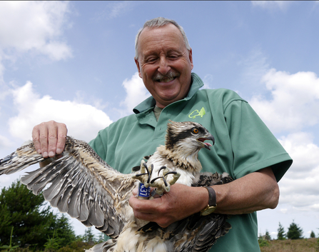 Martin Davison rings osprey chick - Forestry England