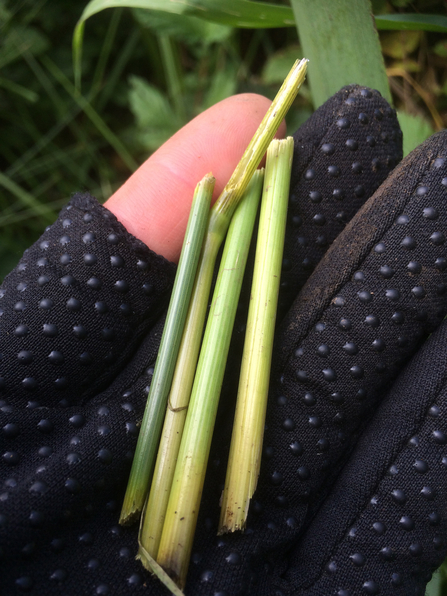 Water vole feeding station - Elliot Lea