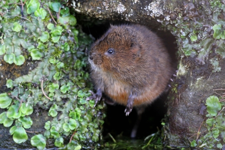 Water vole - Margaret Holland