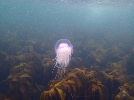 Bluefire Jellyfish - Katarina Martin