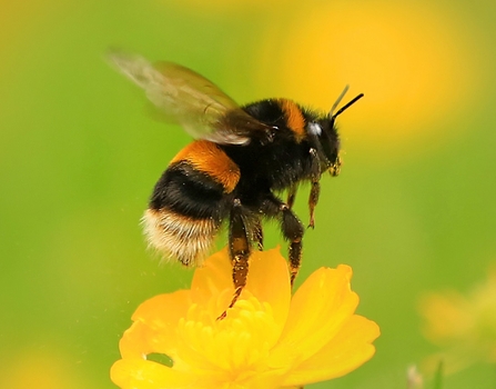 What species of bumble bee is this? Size made me think it might be a queen.  Found in Sweden : r/whatsthisbug