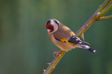 Goldfinch