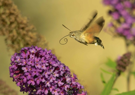 Humming-bird Hawk-moth