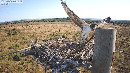 Osprey Elsin take off - Forestry England