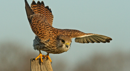 kestrel