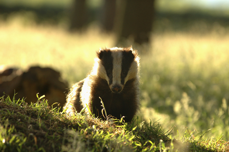 Badger - Andrew Parkinson/2020VISION