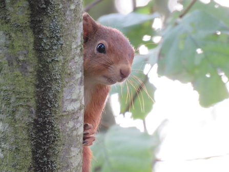 Red Squirrel - Pamela Dewener