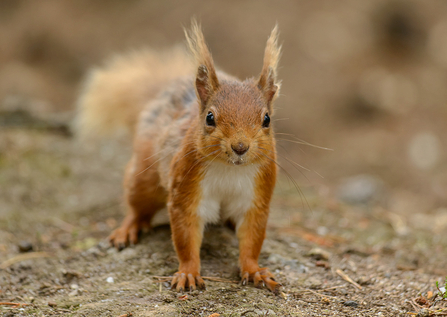 Red squirrel - John Bridges