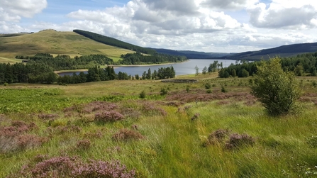 Whitelee Moor - Geoff Dobbins