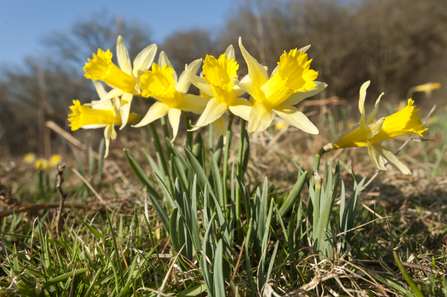 Daffodils - Ross Hoddinott/2020VISION