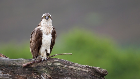 Birds of Prey Britain