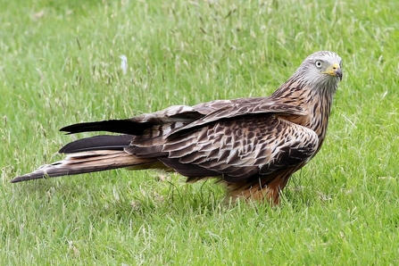 Identify birds of prey  Northumberland Wildlife Trust