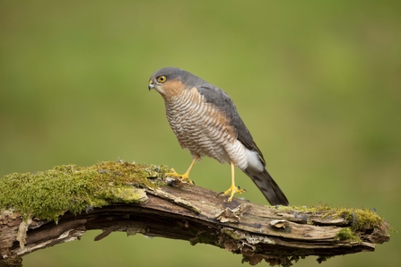 Identify birds of prey  Northumberland Wildlife Trust