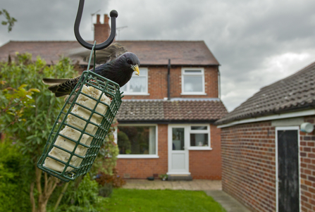 Starling bird feeder - Ben Hall/2020VISION