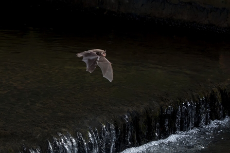 Daubenton's Bat - Dale Sutton/2020VISION