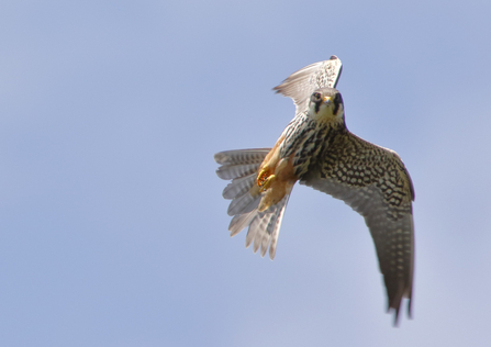 Identify birds of prey Northumberland Wildlife Trust