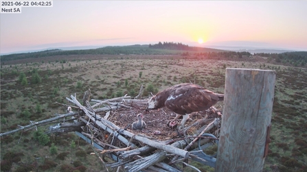 Osprey breakfast at sunrise in Kielder Forest.  Image Forestry England.