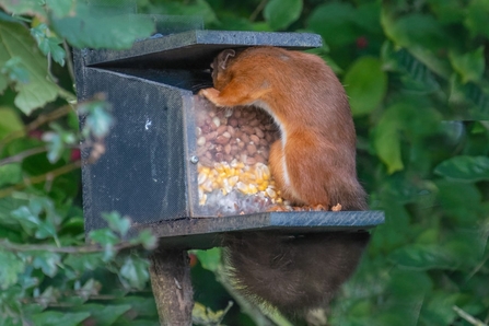 Red squirrel at Hauxley 2 - Ian Page