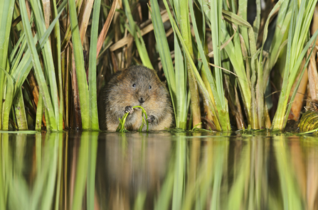 Water vole - Terry Whittaker/2020VISION