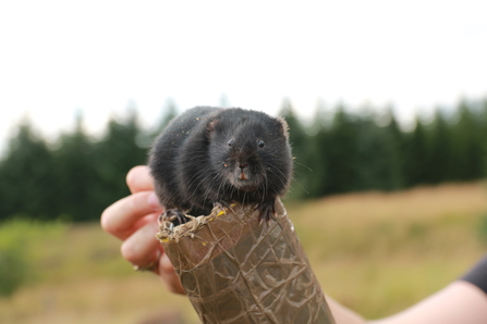 Water vole ready for release into Kielder (August 2021), image Katy Cook.