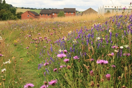 Wildflowers, image Kieron Huston