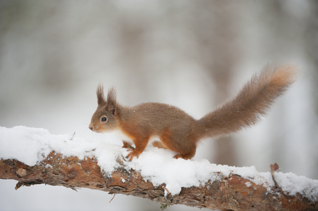 Red squirrel, credit Mark Hamblin 2020VISION